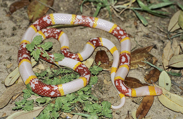 Texas coral snake (Micrurus tener; albino) — photo credit: Chris Harrison