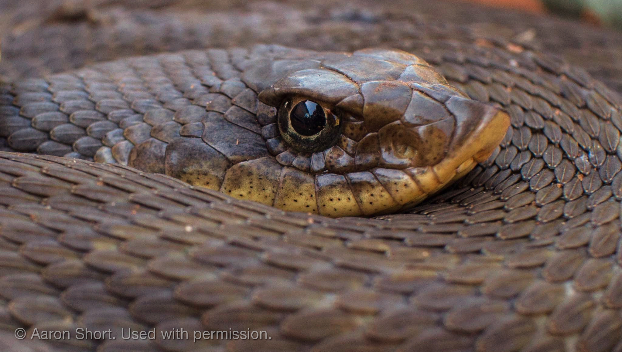 Hognose Snake, Weird n' Wild Creatures Wiki