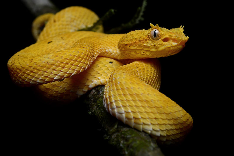 Eyelash viper (Bothriechis_schlegelii). Photo by Geoff Gallice