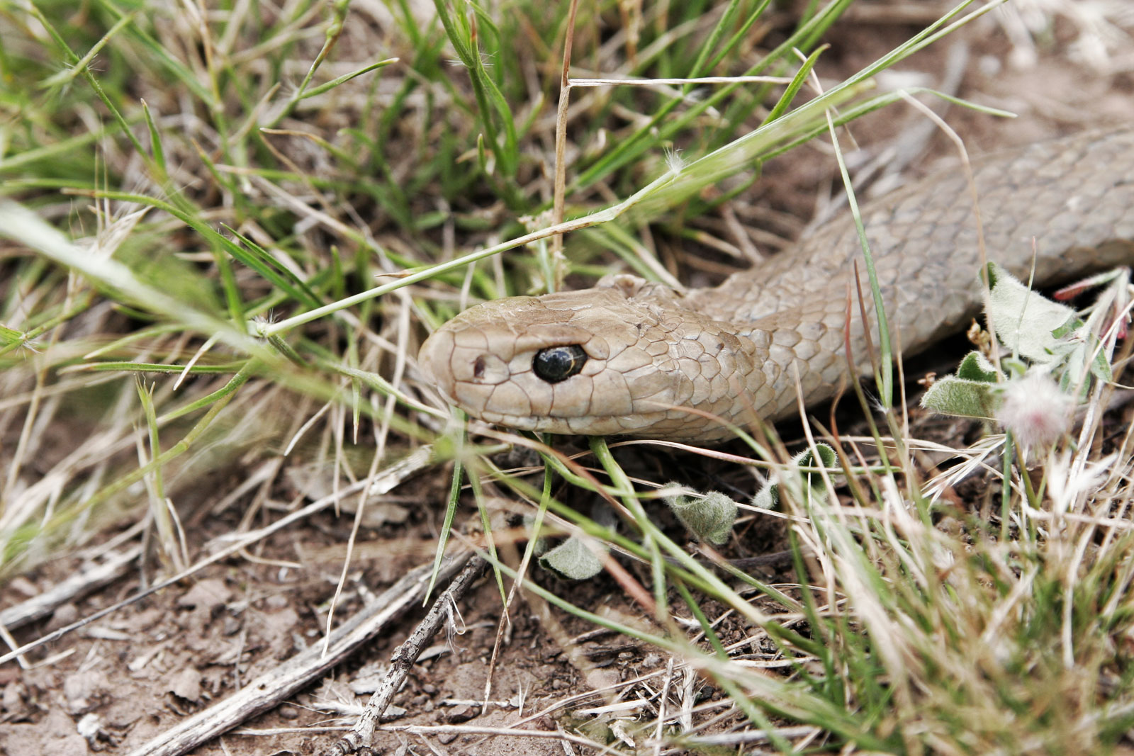 Eastern brown snake (Pseudonaja textilis). Photo by flagstaffotos [at] gmail.com