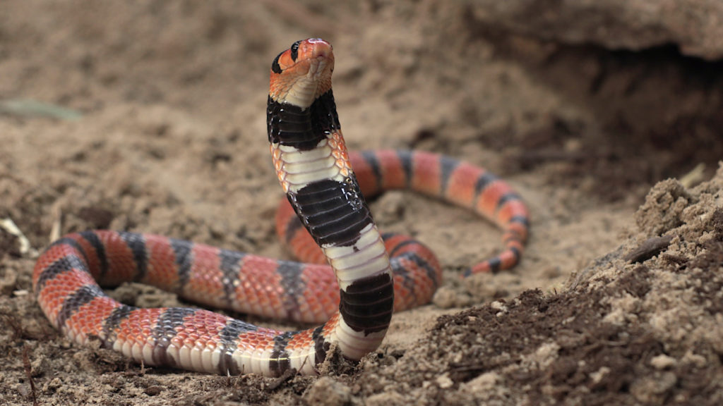 Cape coral cobra (Aspidelaps lubricus). Photo by Ray Morgan