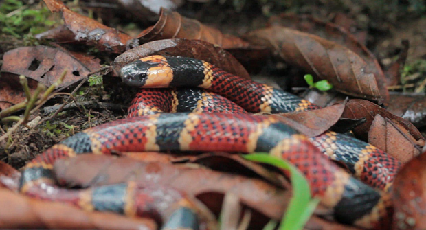 Allen's coral snake